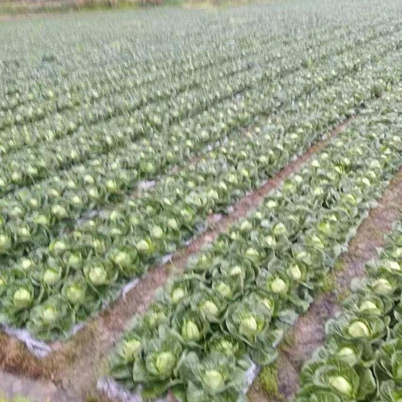包菜