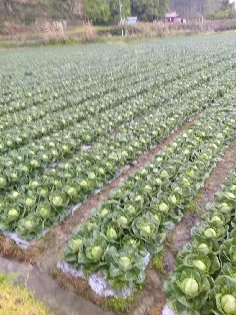 包菜