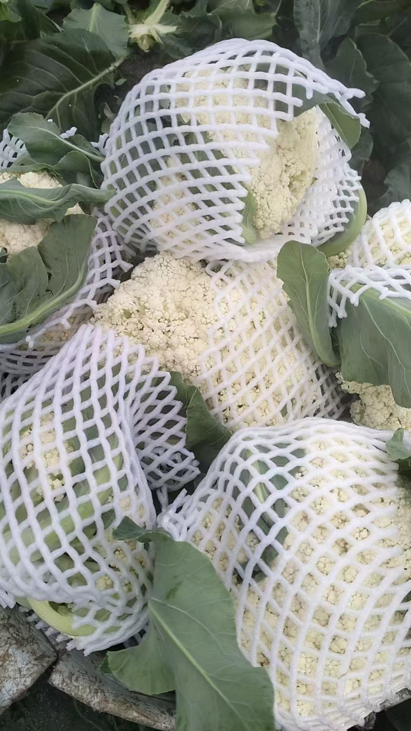上等花菜