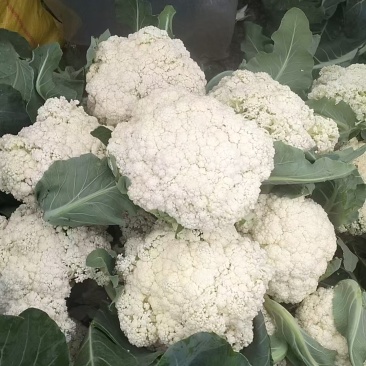 上等花菜
