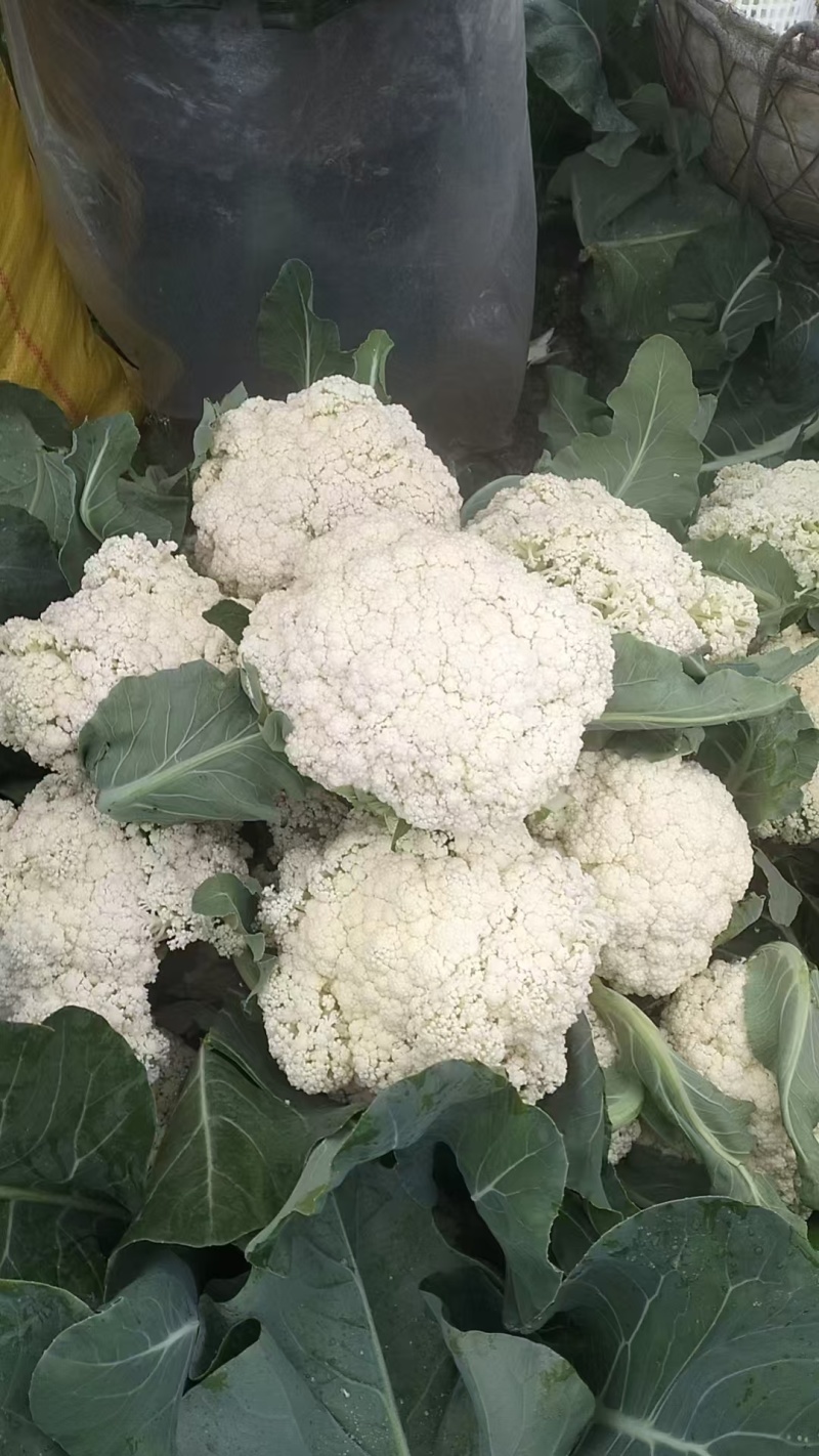 上等花菜