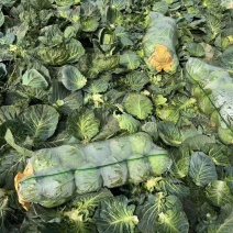 【优选商家】楚禾丰源圆包扁包热卖中，量大价格优惠，