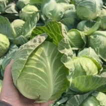 实力代发湖北扁包菜甘蓝量大价格优惠产地一手货源