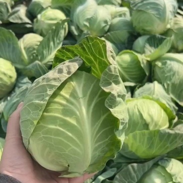 实力代发湖北扁包菜甘蓝量大价格优惠产地一手货源