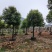 供应阴香树(天竺桂)