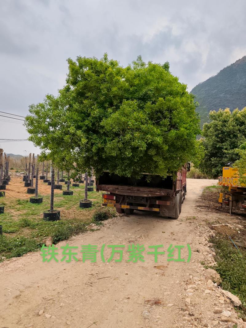 铁东青