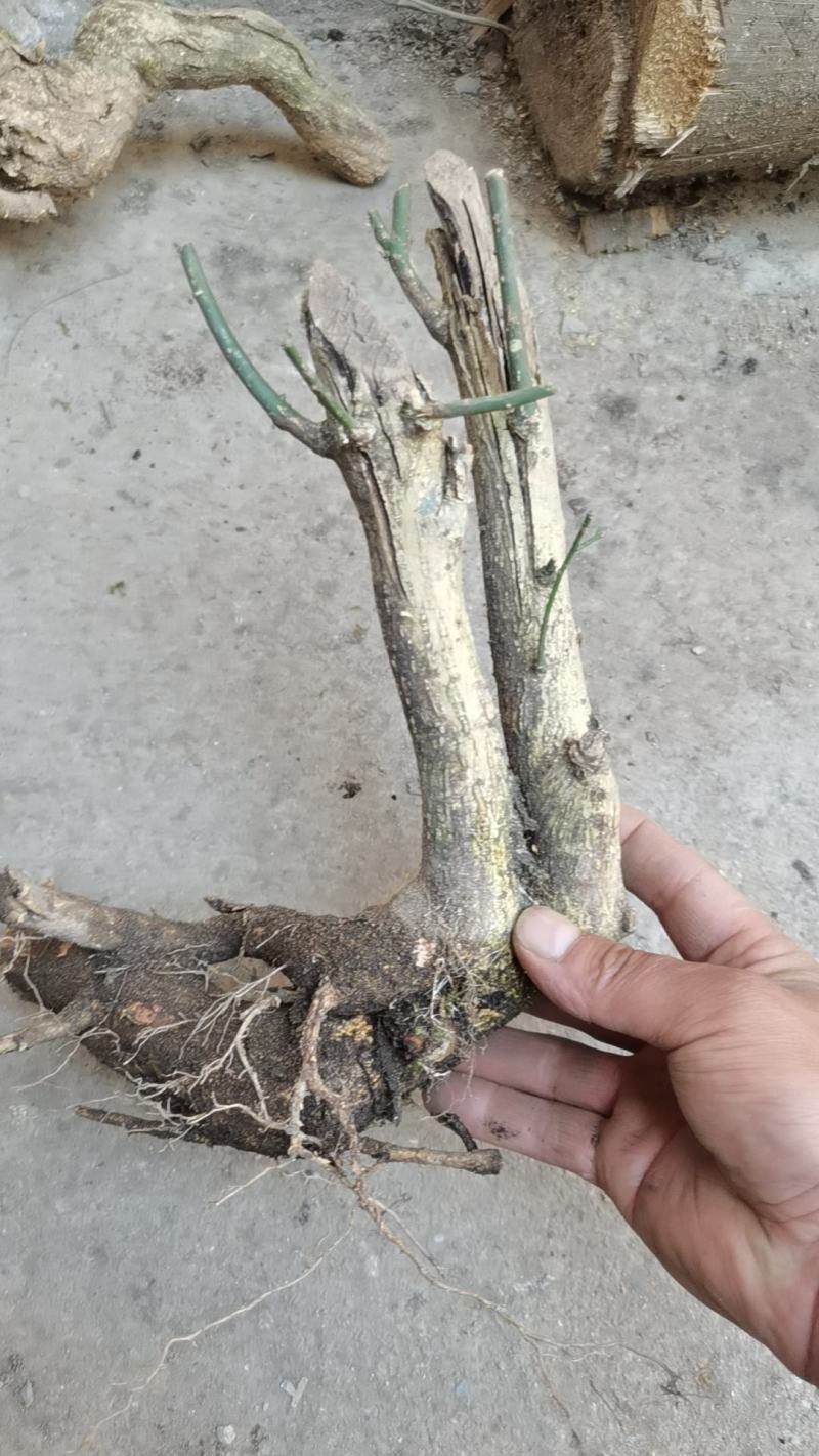 卫矛红灯笼鬼箭羽盆景素材绿植卫矛科鬼箭羽种苗盆景素材