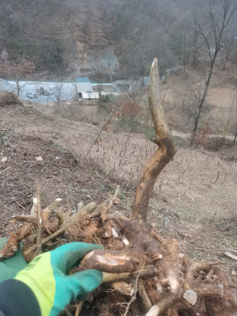 卫矛红灯笼鬼箭羽盆景素材绿植卫矛科鬼箭羽种苗盆景素材