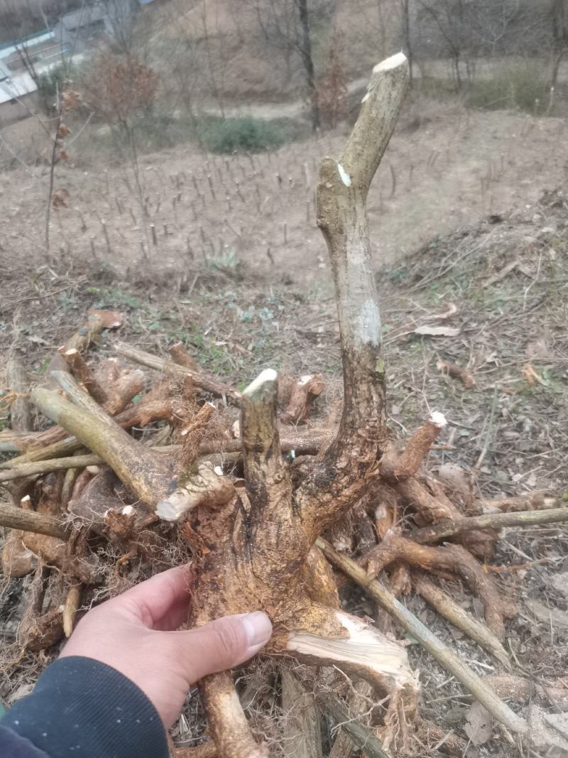 卫矛红灯笼鬼箭羽盆景素材绿植卫矛科鬼箭羽种苗盆景素材