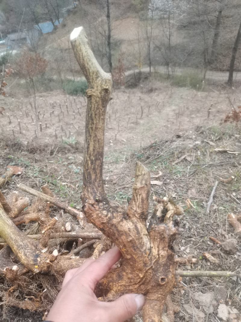 卫矛红灯笼鬼箭羽盆景素材绿植卫矛科鬼箭羽种苗盆景素材