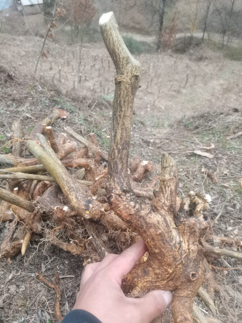 卫矛红灯笼鬼箭羽盆景素材绿植卫矛科鬼箭羽种苗盆景素材