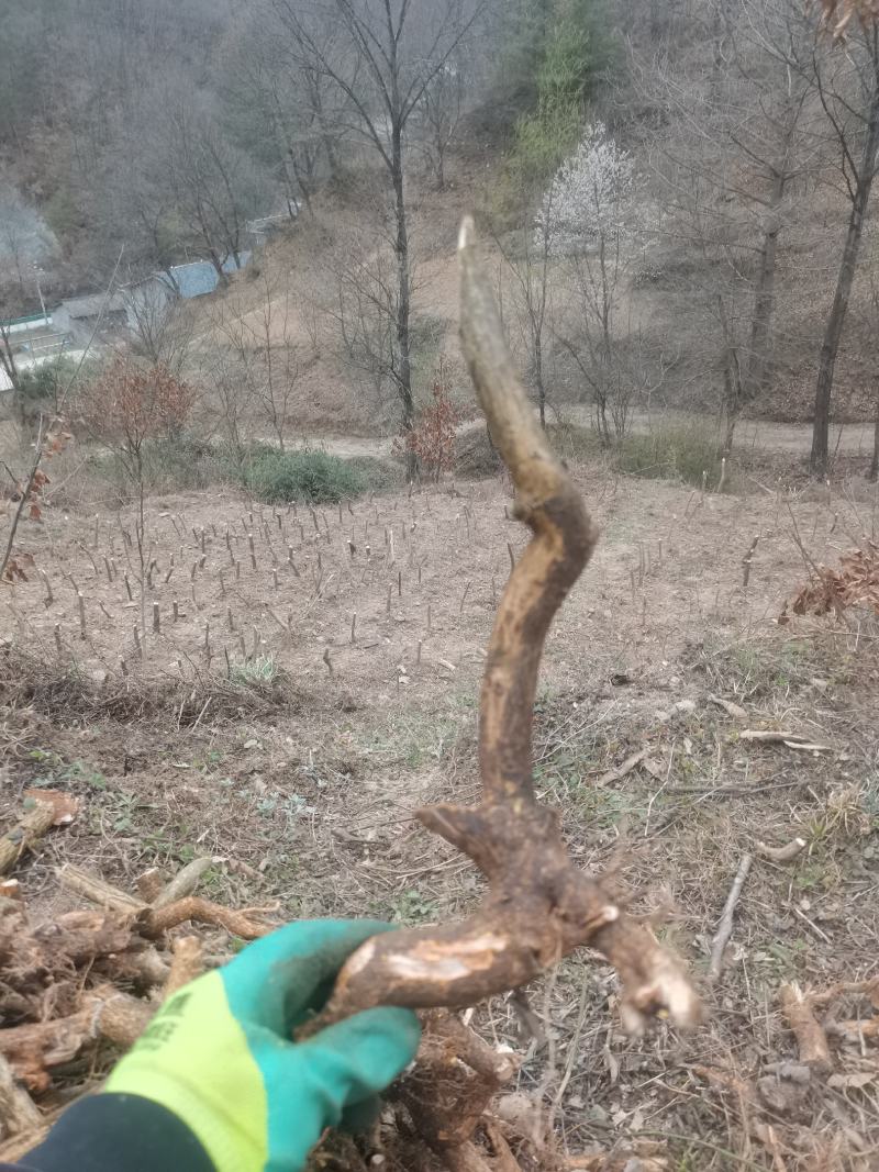 卫矛红灯笼鬼箭羽盆景素材绿植卫矛科鬼箭羽种苗盆景素材