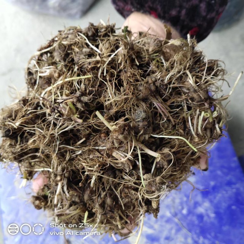 新鲜野生猫爪草