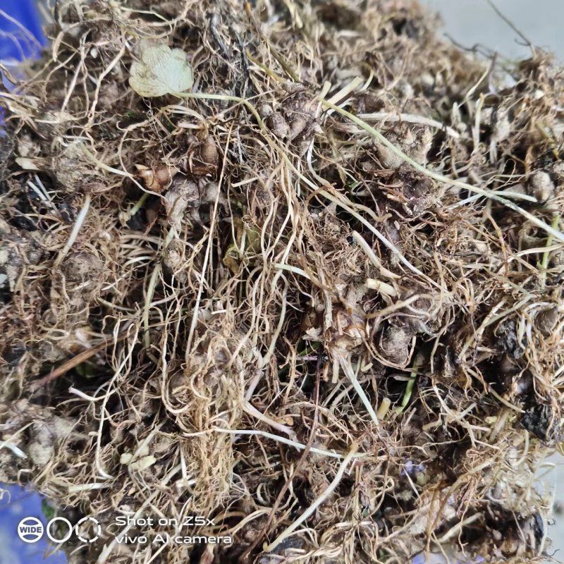 新鲜野生猫爪草
