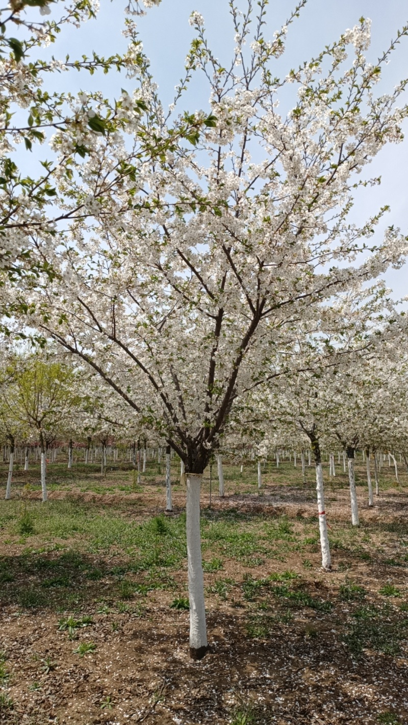 樱花树山东染井吉野樱，粉白花，5-15公分海量有货