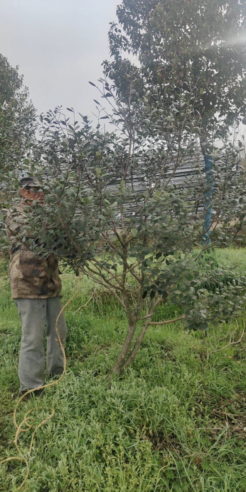 菲油果苗存活率高提供技术指导产地直发可视频看货