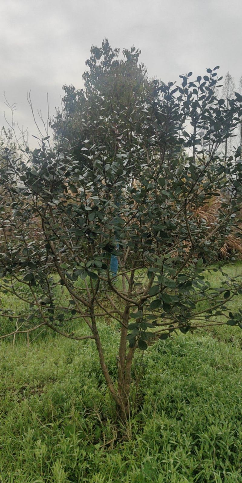 菲油果苗存活率高提供技术指导产地直发可视频看货