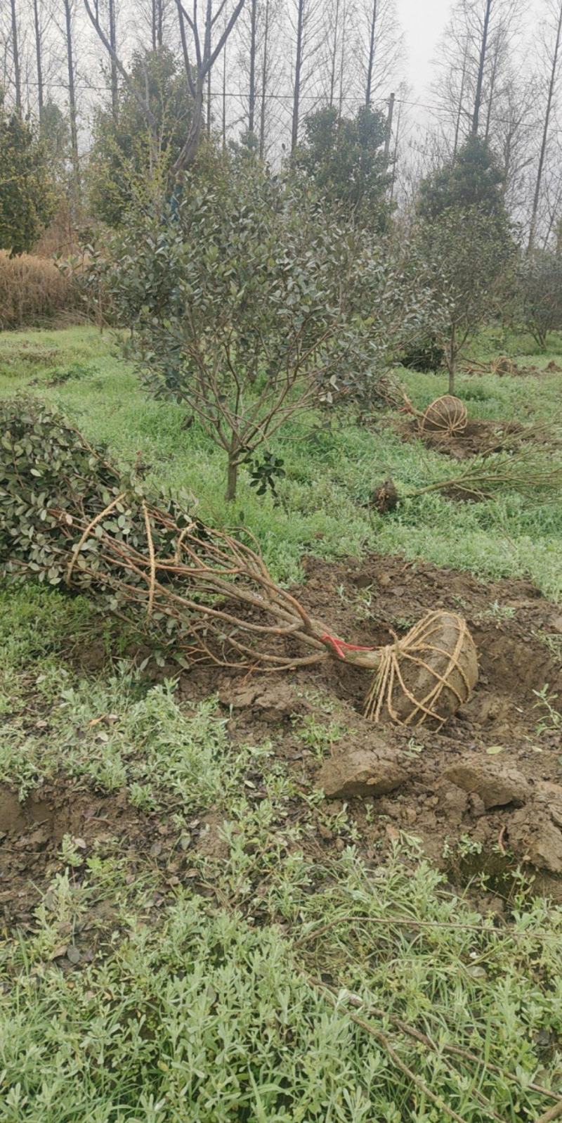 菲油果苗存活率高提供技术指导产地直发可视频看货