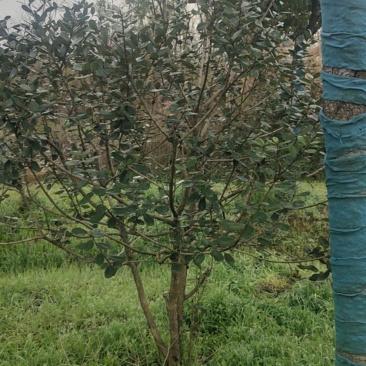 菲油果苗存活率高提供技术指导产地直发可视频看货