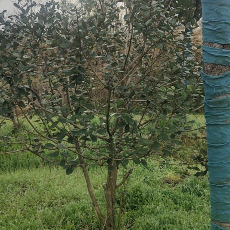 菲油果苗存活率高提供技术指导产地直发可视频看货