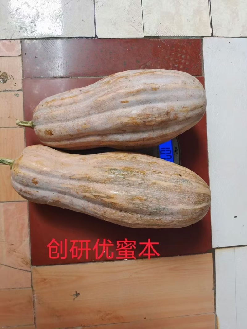 优蜜本南瓜种子中熟蜜本南瓜种籽果面有腊粉有棱沟果型匀称