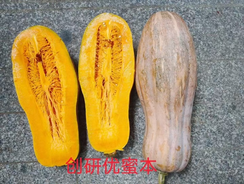 优蜜本南瓜种子中熟蜜本南瓜种籽果面有腊粉有棱沟果型匀称