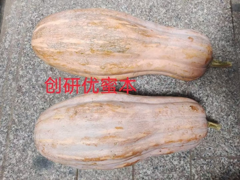优蜜本南瓜种子中熟蜜本南瓜种籽果面有腊粉有棱沟果型匀称