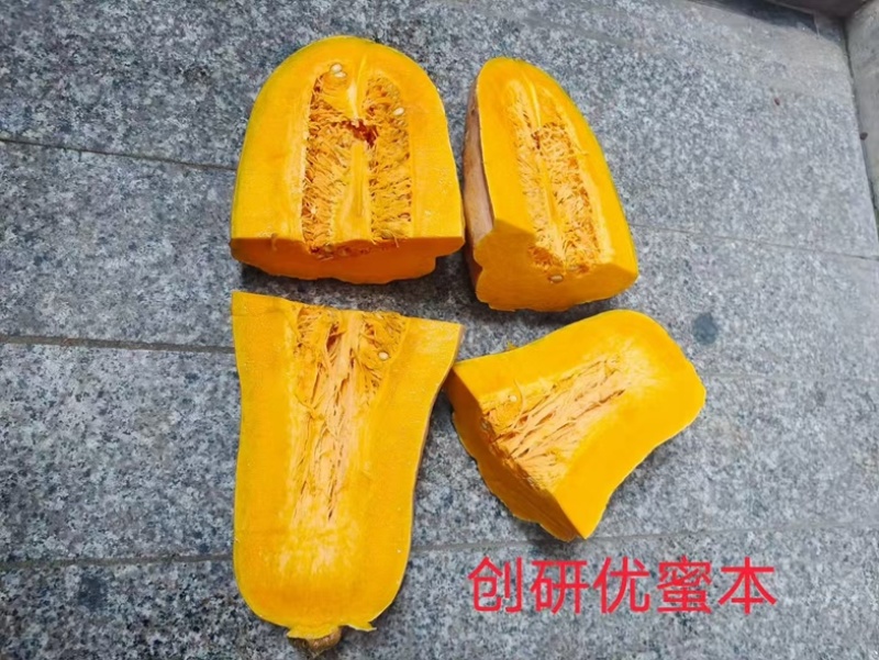 优蜜本南瓜种子中熟蜜本南瓜种籽果面有腊粉有棱沟果型匀称