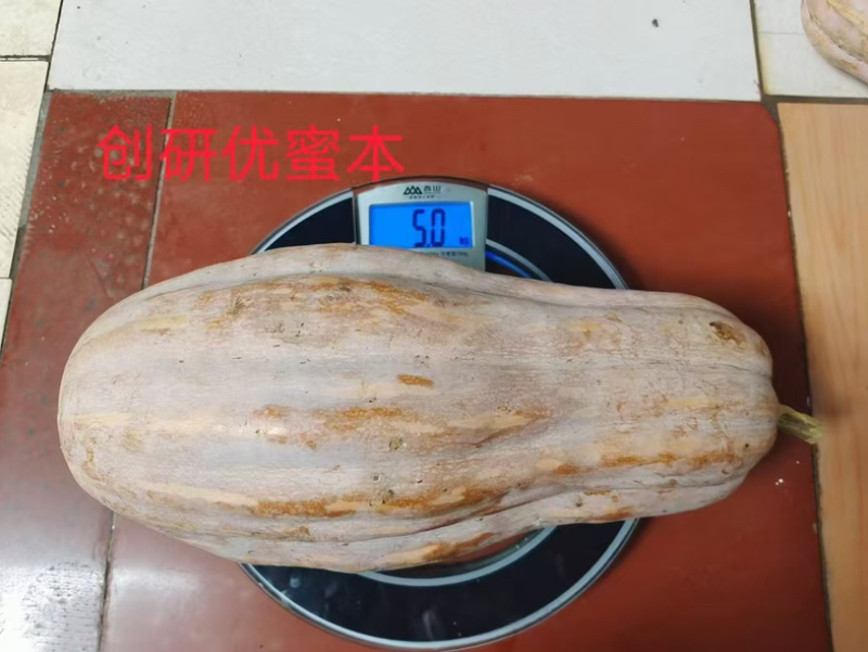优蜜本南瓜种子中熟蜜本南瓜种籽果面有腊粉有棱沟果型匀称