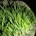 精品新根休眠头刀窄叶红根小韭菜大量出货中
