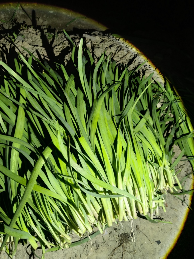 精品新根休眠头刀窄叶红根小韭菜大量出货中