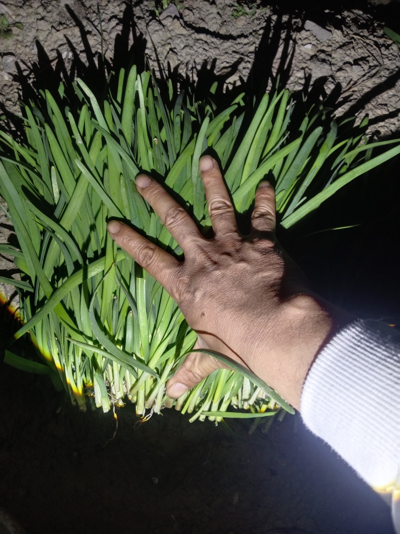 精品新根休眠头刀窄叶红根小韭菜大量出货中