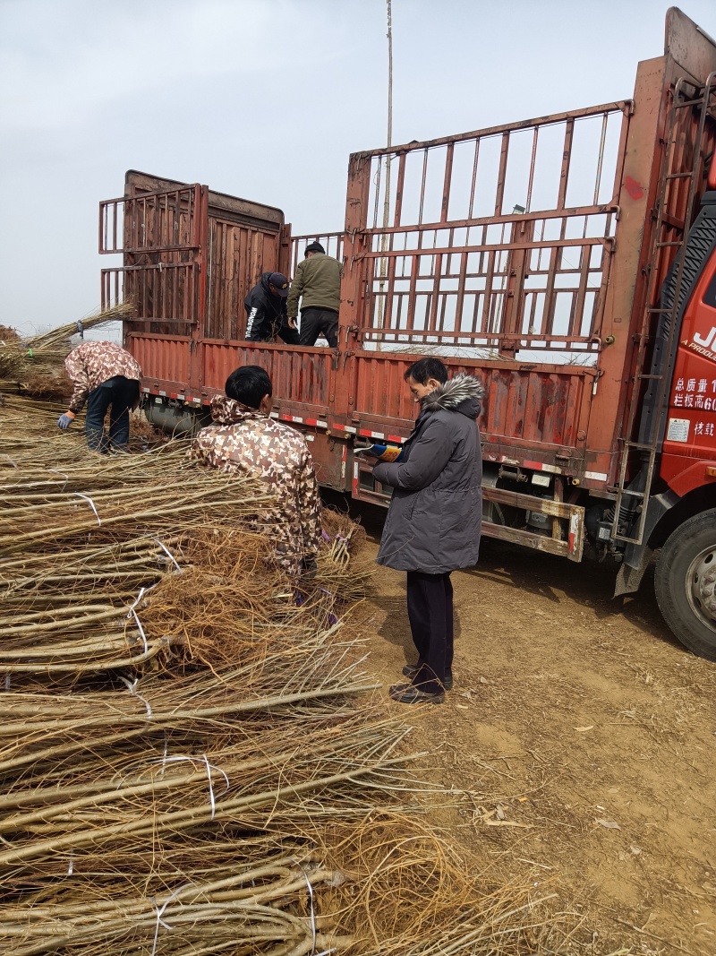 中华金叶榆产地直销中华金叶榆基地嫁接中华金叶榆