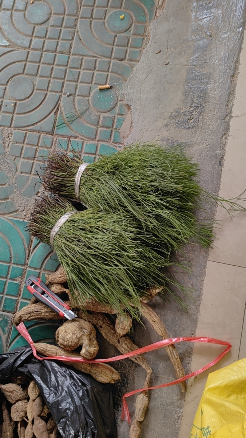 新鲜石寄生