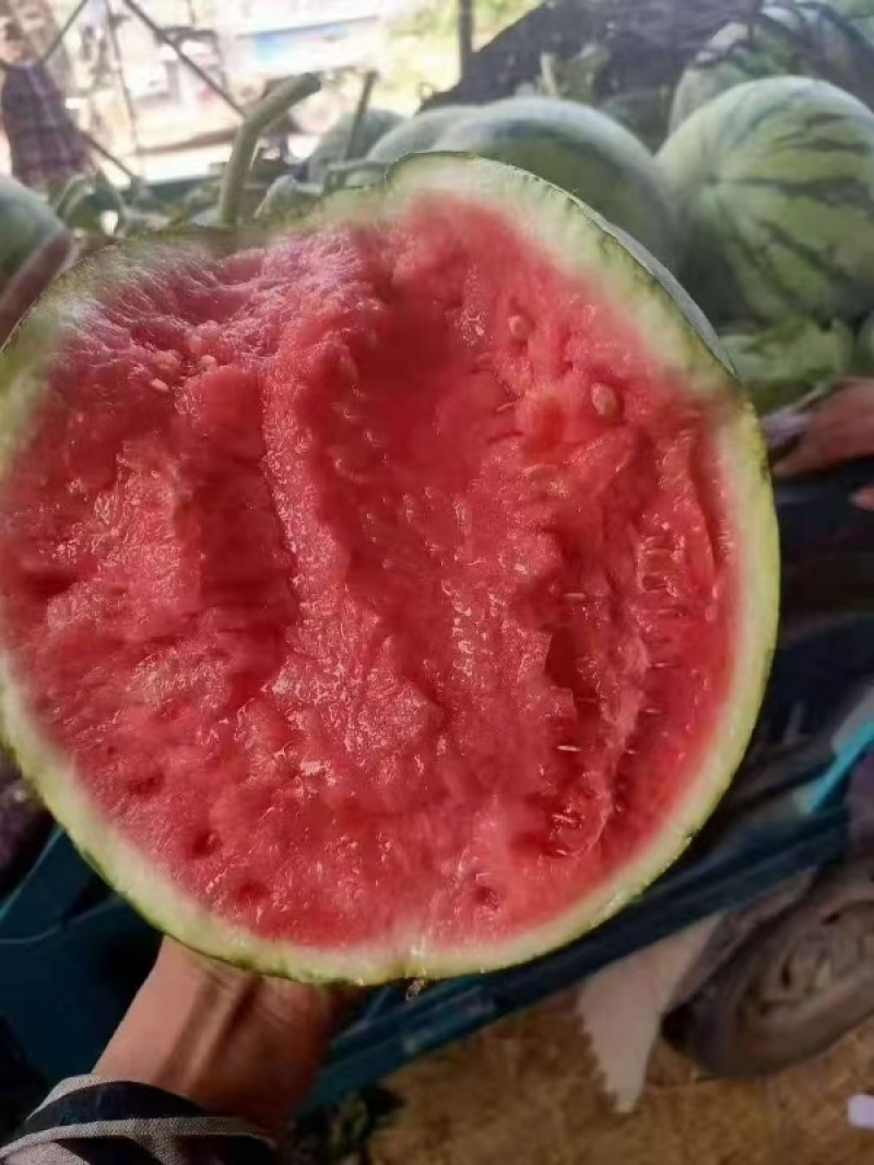 美都西瓜一手货源，产地直发，价格优惠，欢迎采购