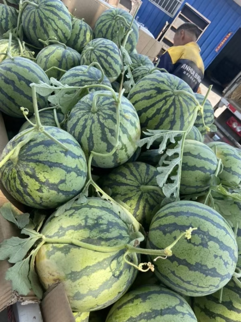 美都西瓜一手货源，产地直发，价格优惠，欢迎采购
