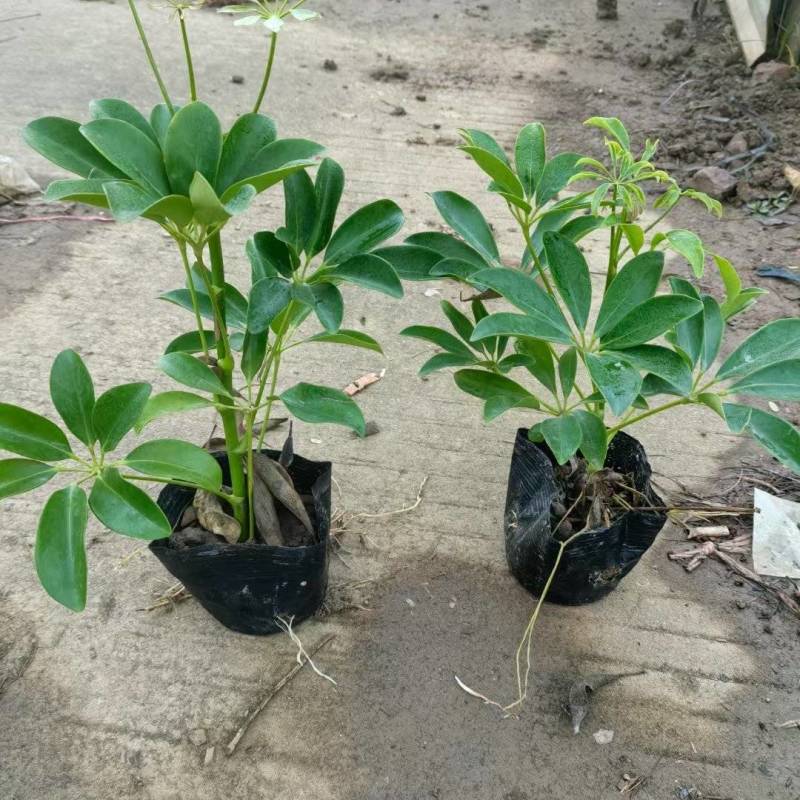 鸭脚木5-7斤袋大量清场规格齐全