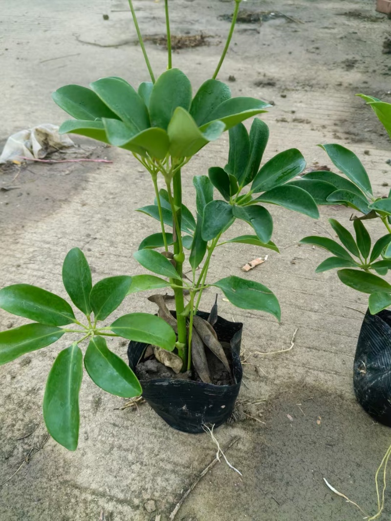 鸭脚木5-7斤袋大量清场规格齐全