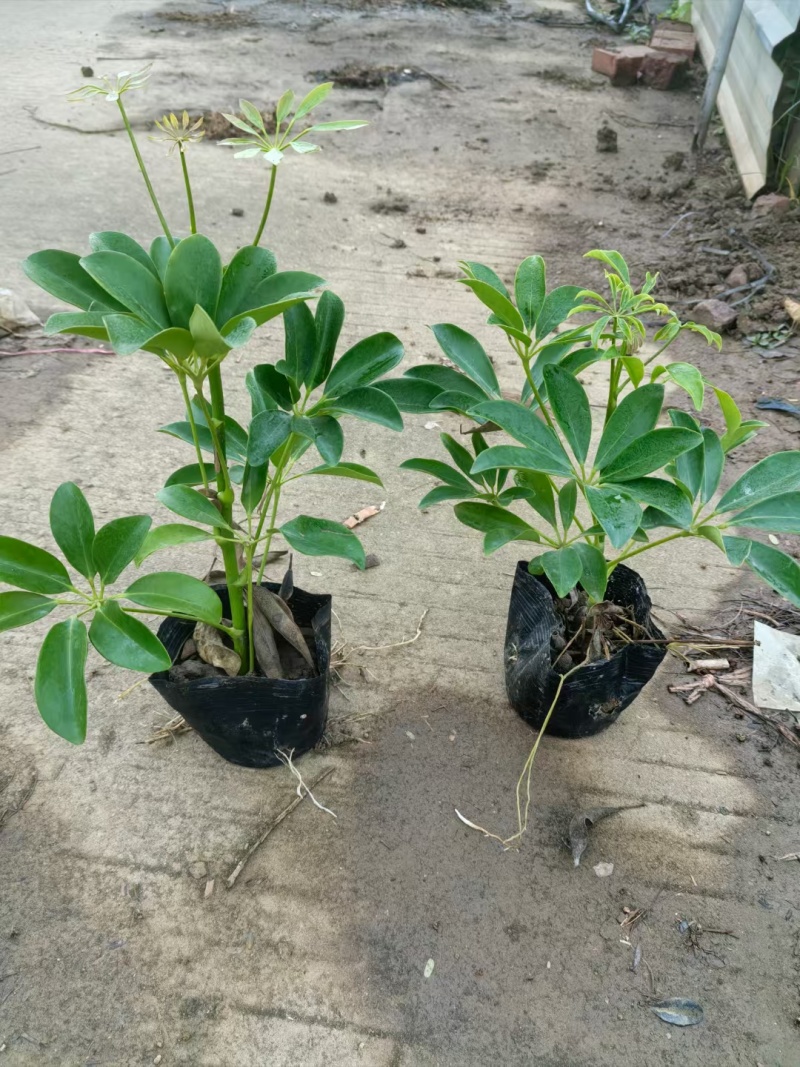 鸭脚木5-7斤袋大量清场规格齐全