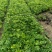 鸭脚木5-7斤袋大量清场规格齐全