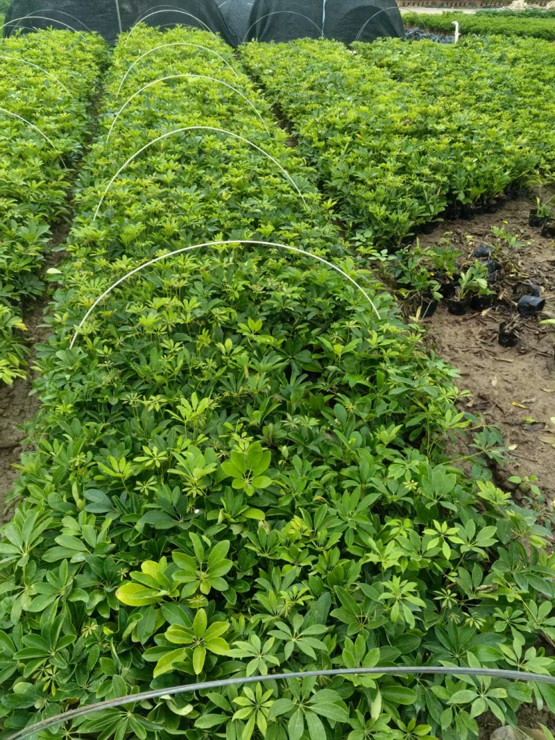 鸭脚木5-7斤袋大量清场规格齐全