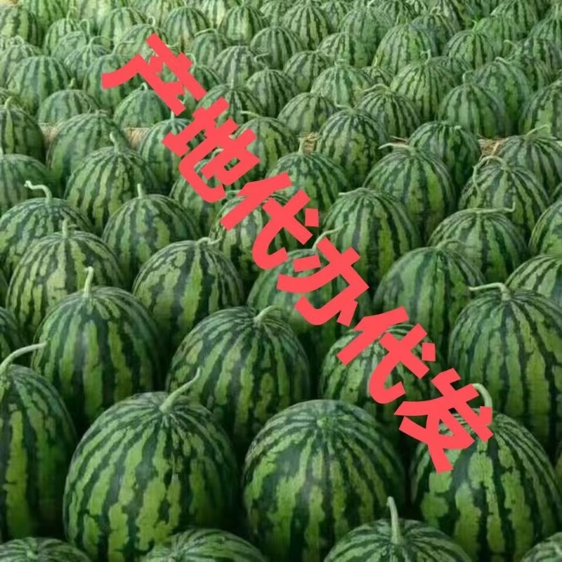 甜王西瓜，西瓜皮毛鲜，包熟包甜，地头发货