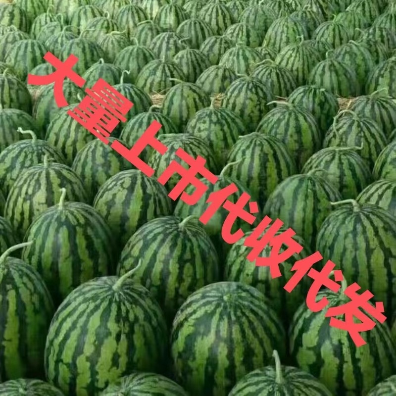 甜王西瓜，西瓜皮毛鲜，包熟包甜，地头发货