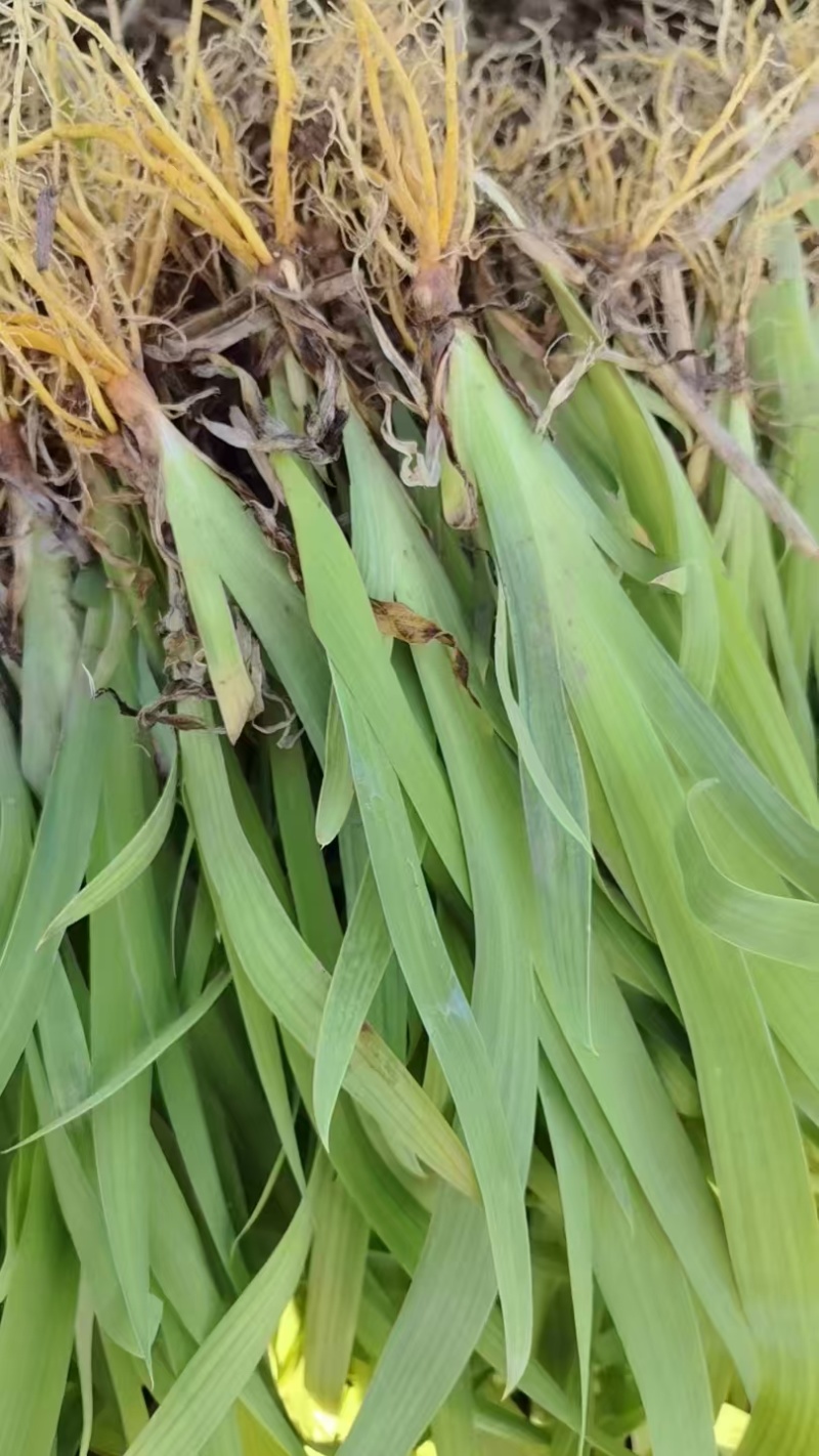 射干苗子