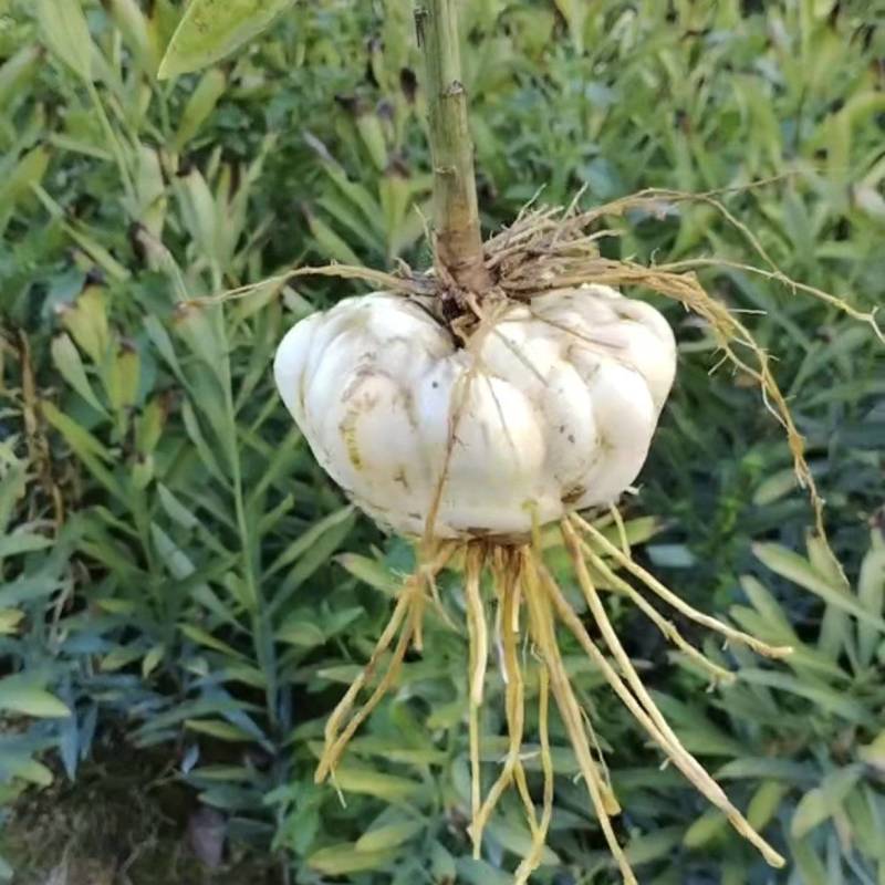 湖南省怀化市溆浦县花草苗木龙牙百合对接批发零售一件代发价