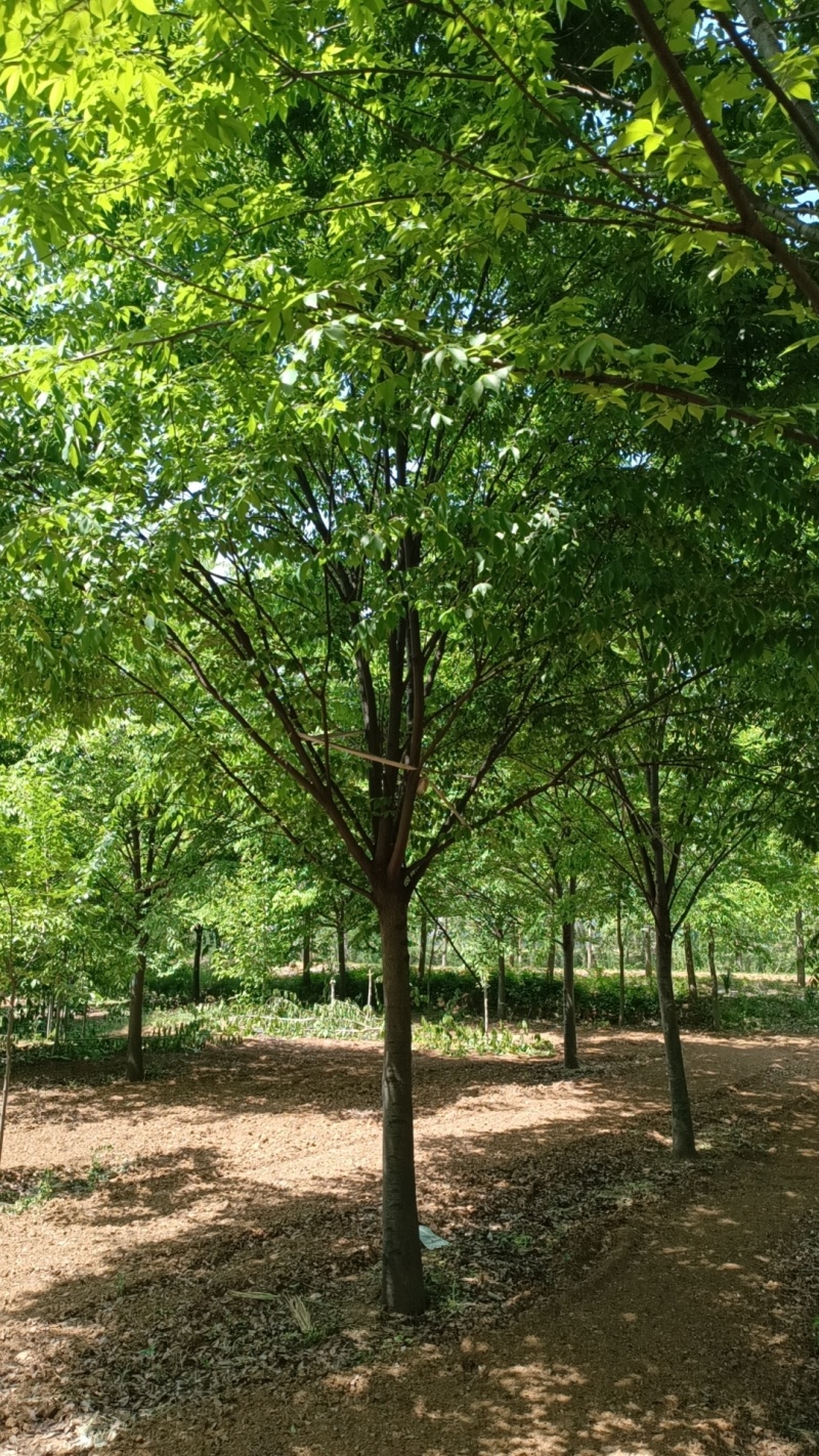 江苏，徐州北方榉树，耐寒，耐高温，高分支，5-25公分