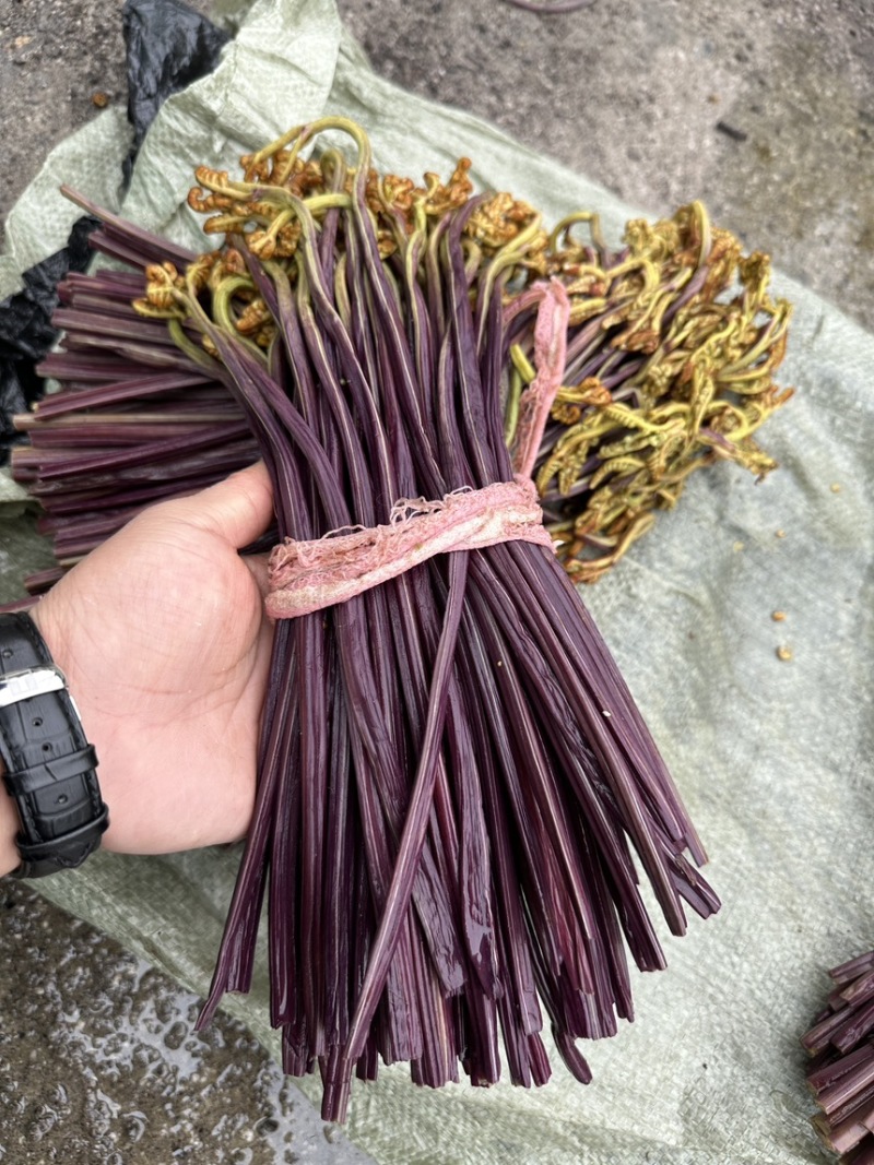 清水蕨菜原材料