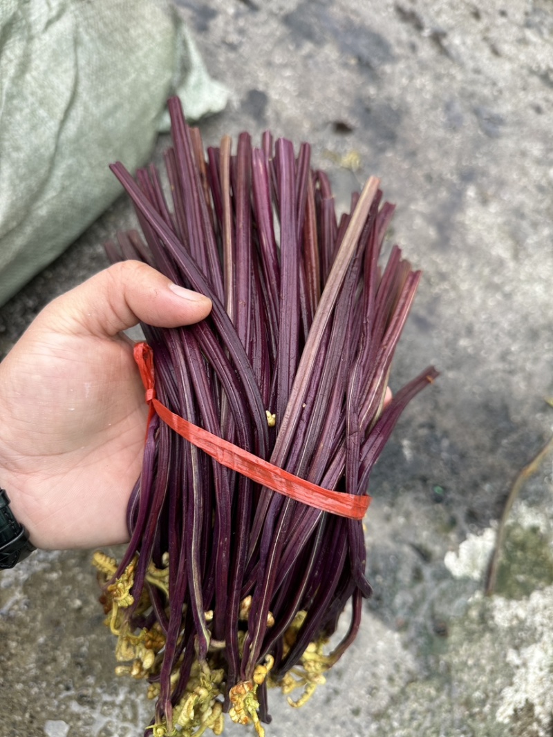 清水蕨菜原材料