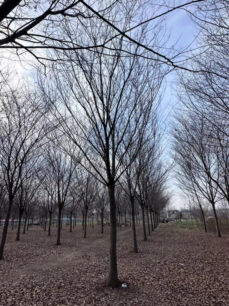 江苏，徐州北方榉树，耐寒，耐高温，高分支，5-25公分