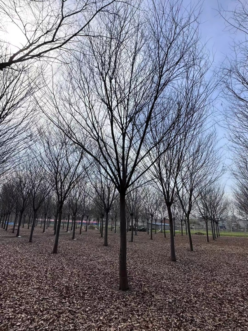 江苏，徐州北方榉树，耐寒，耐高温，高分支，5-25公分